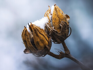 Verwalte Pflanze im Winter
