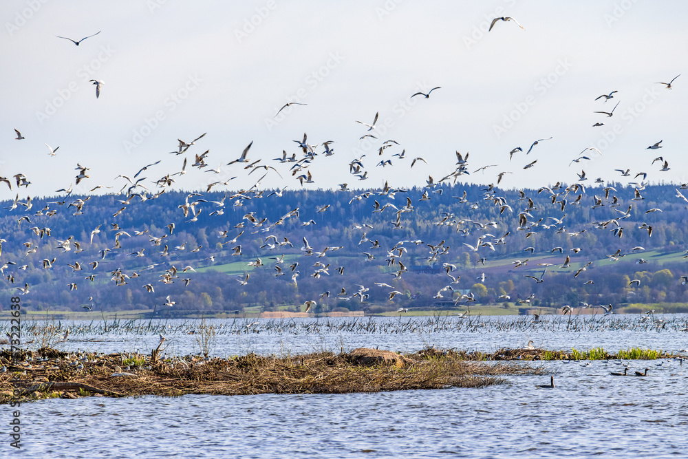 Canvas Prints Flock of Black headed gulls flying