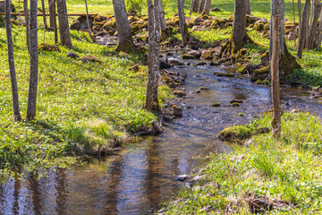 Creek running on a meadow at spring