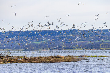 Flock of Black headed gulls flying