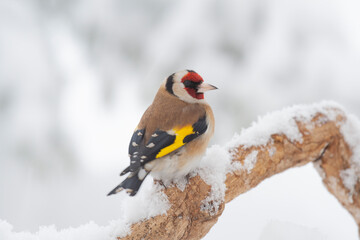 goldfinch (Carduelis carduelis)