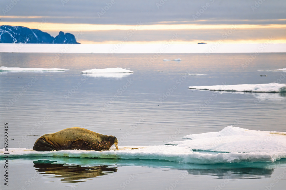 Wall mural Walrus on an ice floe at the coast of Svalbard islands