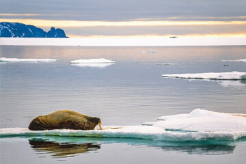 Walrus on an ice floe at the coast of Svalbard islands