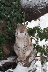 Fototapeta na wymiar European lynx or Eurasian lynx (Lynx lynx)