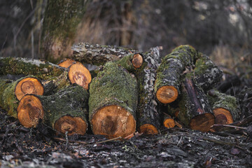 Fototapeta premium many cut trees in the forest for firewood