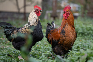 beautiful chickens and roosters outdoors in the yard.