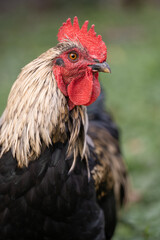 beautiful chickens and roosters outdoors in the yard. © Tsyb Oleh