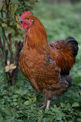 beautiful chickens and roosters outdoors in the yard.
