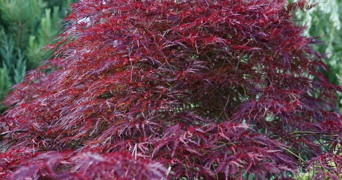 Red maple is an ornamental tree. The leaves and branches sway in the wind.