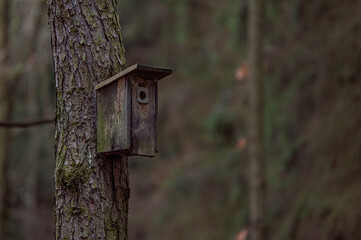 bird house on a tree in the forrest
