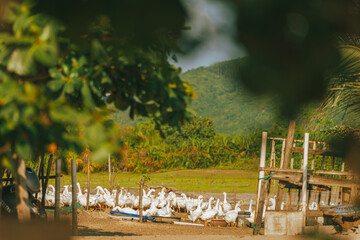 flock of white geese in the field
