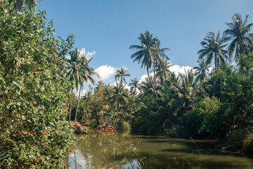 Fototapeta na wymiar palm trees in sanya
