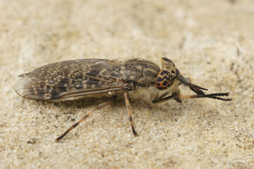 Closeup on a European horse or cleg fly, Haematopota italica sitting on stone