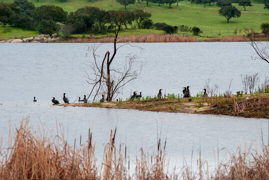 corvos marinhos no lago