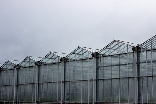 Dutch glass houses for growing plants, flowers and food on a grey day