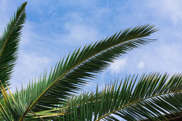 Fototapeta premium green palm leaves pattern, leaf closeup isolated against blue sky with clouds. coconut palm tree brances at tropical coast, summer beach background. travel, tourism or vacation concept, lifestyle