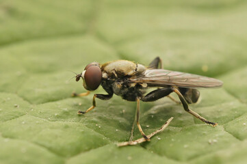 Closeup on a Dark-shinned Leaf Licker, Xylota abiens sitting on a leaf