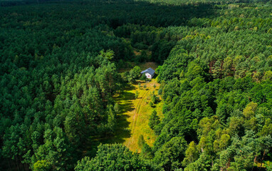 Samotna chatka w lesie pośród drzew z prowadzącą do niego zieloną polaną