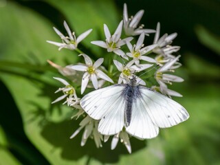 Large white butterfly /Pieris brassicae