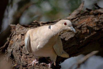 Eurasian collared dove in a mesquite tree