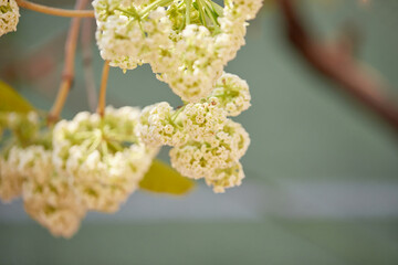 Close-up view of white cheesewood flower blooming on tree branch