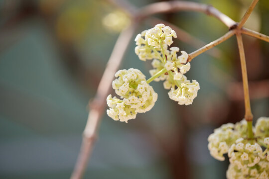 Close-up view of white cheesewood flower blooming on tree branch