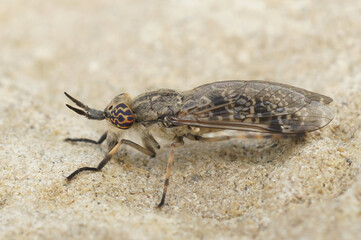 Closeup on a European horse or cleg fly, Haematopota italica sitting on stone