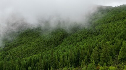 Obraz na płótnie Canvas Foggy Forest