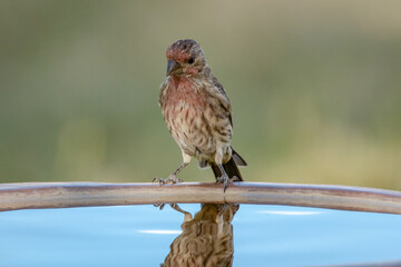 Male house finch looking at his reflection in the birdbath water