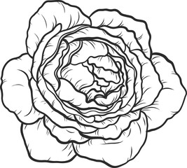 Obraz premium Blaze rose png.Beautiful flower on transparent background.