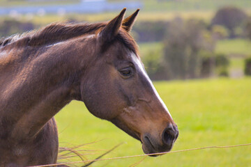 Horse Profile