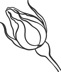 Blaze rose png.Beautiful flower on transparent background.