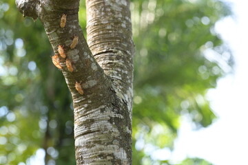 Cicada stains big tree trunk, bark of cicada stains on trees. Slough off the cicada's golden shell is symbol of stepping into summer, moult to grow. Scientific name: Meimuna opalifera Walker, Pompania