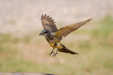 Western kingbird landing with wings spread