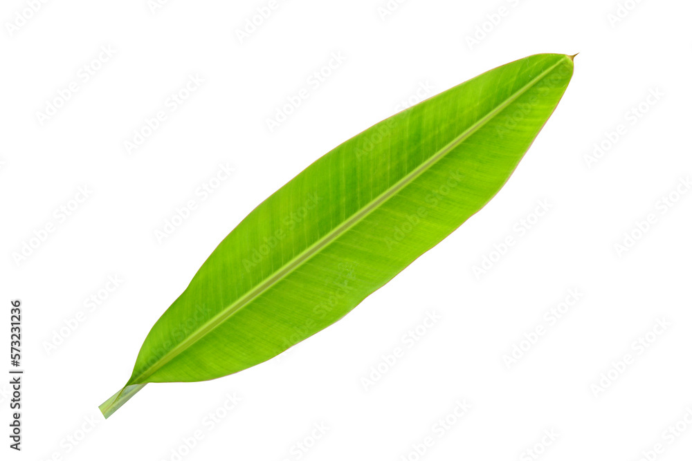 Wall mural banana leaves for food wrapping - Wall murals