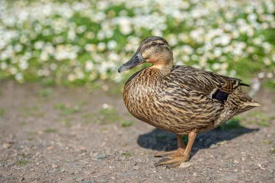 Mallard duck /Anas platyrhynchos