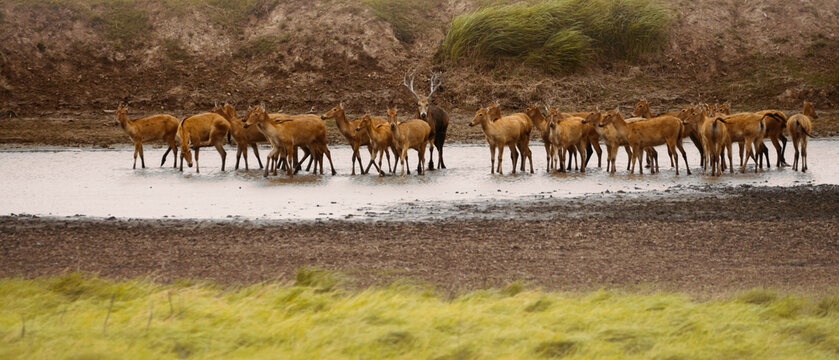 herd of deer in the mudflat