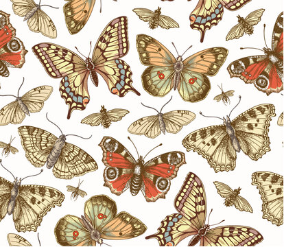 Seamless pattern. Butterfly Butterflies animals moths insect fly peacock makhaon mosquito realistic isolated. Vintage fabric background. Wallpaper. Drawing engraving. Vector victorian Illustration    