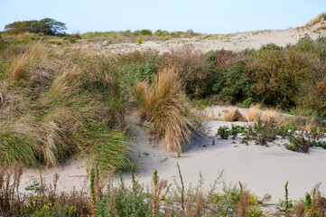 D&uuml;nengras und Bl&uuml;ten auf Sandd&uuml;nen an der Nordsee