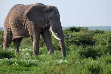 Fototapeta na wymiar elephant in Kenya