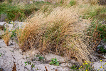 D&uuml;nengras B&uuml;schel auf einer Sandd&uuml;nen an der Nordsee