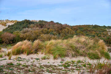 D&uuml;nengras und Bl&uuml;ten auf Sandd&uuml;nen an der Nordsee