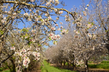 Almond trees in bloom. Large garden with flowering trees. Farming - almond production. fresh pink flowers on the branch of fruit tree