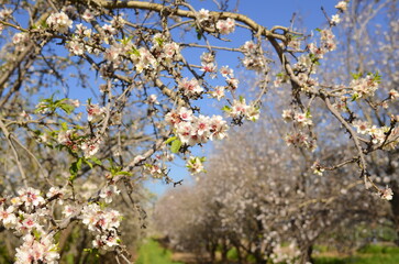 Almond trees in bloom. Large garden with flowering trees. Farming - almond production. fresh pink flowers on the branch of fruit tree