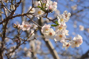 A branch of sakura against the background of the sky close-up. Early spring. Blooming almond tree. The Cherry Orchard. bees near the flower