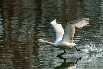 冬になると白鳥が飛来する川島町の河川