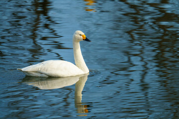 Obraz premium 冬になると白鳥が飛来する川島町の河川