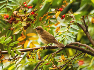 Warbler bird in sunny autumnal rowanberry foliage
