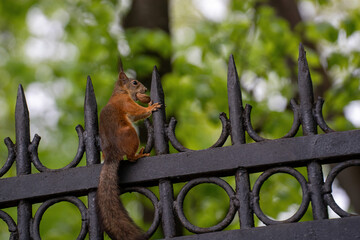 a cute and funny red squirrel with a nut in his teeth sits on a beautiful black wrought-iron fence in the park against a blurry background of green leaves and trees of the park in the summer