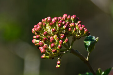 Ein knospender Zierlauch in Nahansicht